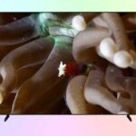 Samsung UE98U9000H — обзор бюджетного телевизора 4K 2026 года