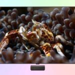 LG OLED77W6 — обзор флагманского телевизора OLED Wallpaper TV W6 LG OLED77W6 — обзор флагманского телевизора OLED Wallpaper TV W6